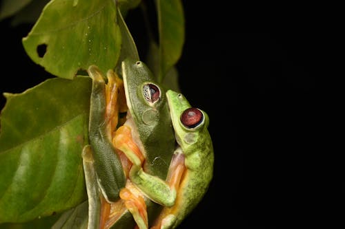 Mating Red-Eyed Tree Frogs 