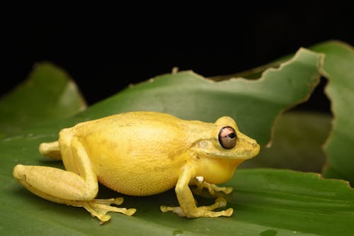 Yellow Lesser Tree Frog on a Leaf
