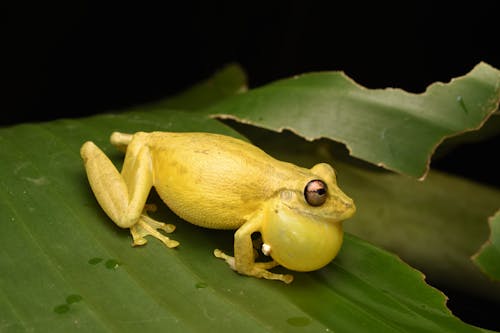Yellow Lesser Tree Frog with Bloated Vocal Sac