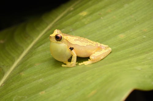 Yellow Tree Frog with Inflated Vocal Sac