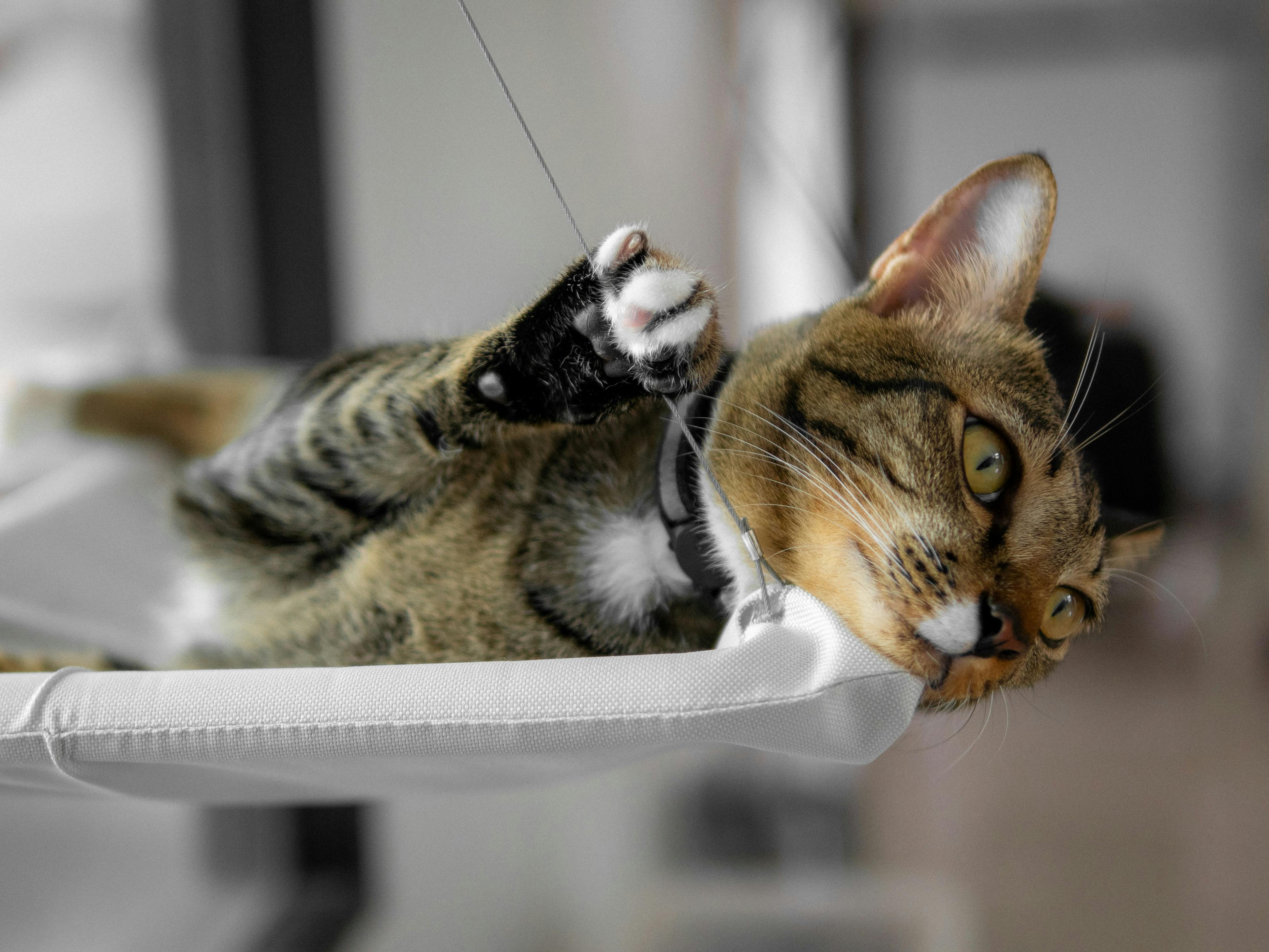 猫吊床