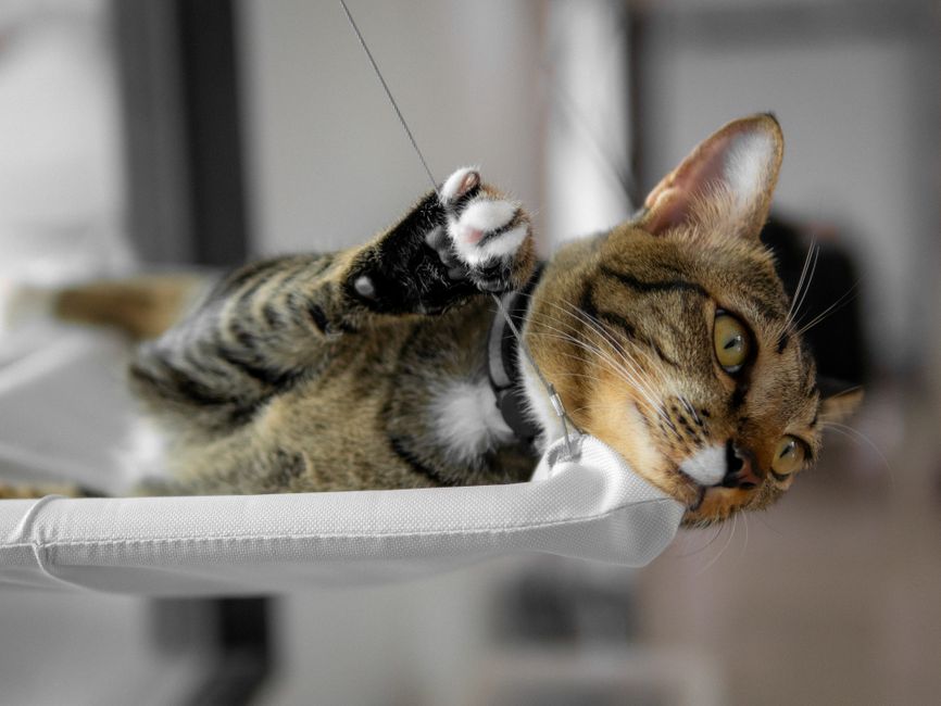 猫吊床