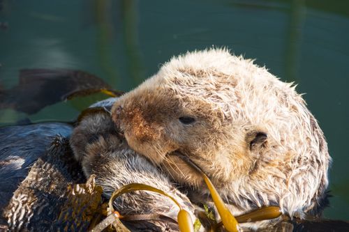 Free A peaceful sea otter floats among kelp in Morro Bay, California. Stock Photo