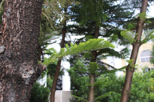 Gratis stockfoto met bomen