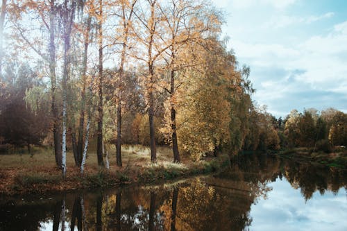 Placid River Reflecting Trees Growing on on its Banks