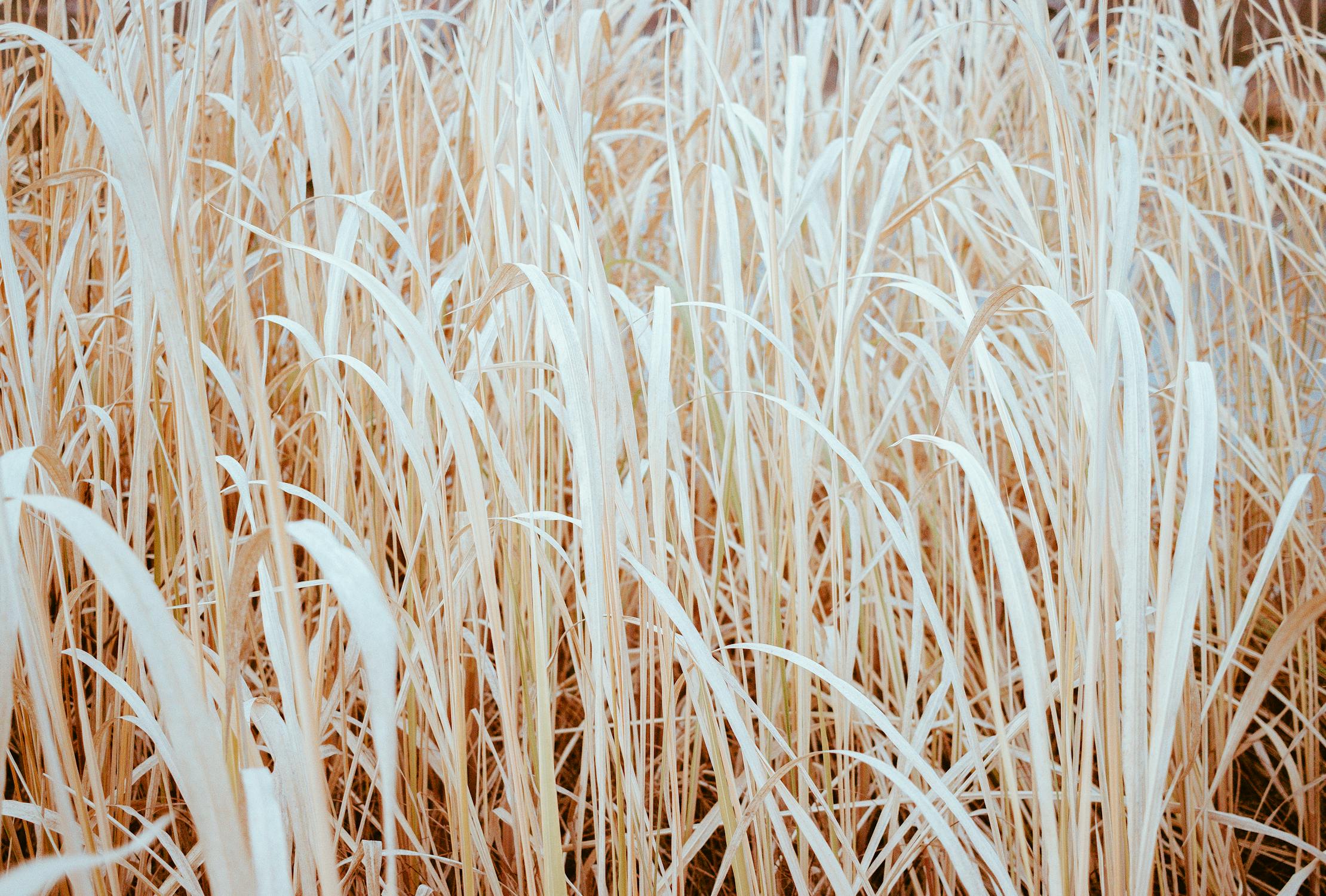Yellow Blades of Dried Reeds in the River · Free Stock Photo