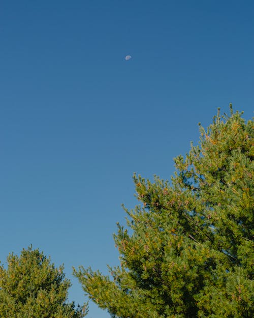Moon Above a Trees 
