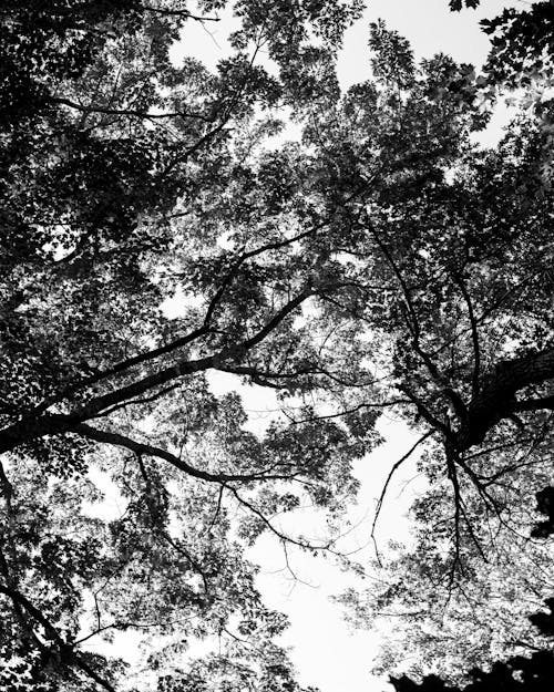 Základová fotografie zdarma na téma baldachýn, černobílý, korun stromů