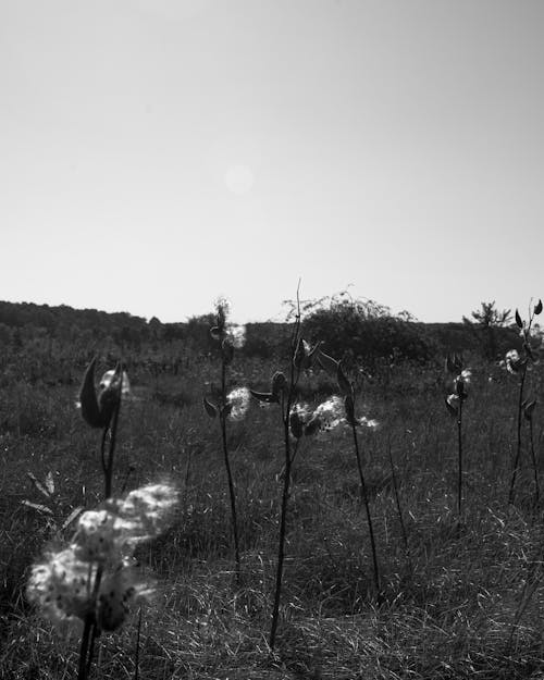 Základová fotografie zdarma na téma černobílý, krása v přírodě, krásná květina