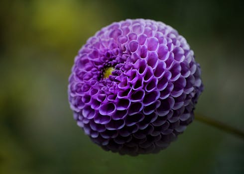 Detailed close-up shot of a blooming purple dahlia flower showcasing its intricate petals.