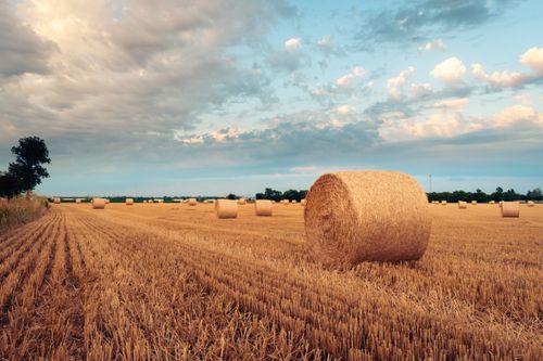 Free Expansive rural field with numerous hay bales under a vibrant sky. Stock Photo