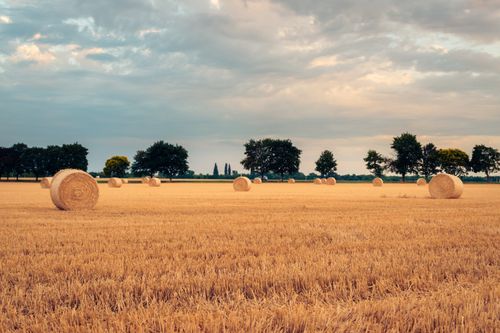 Free Serene landscape with hay bales under a cloudy sky during sunset. Stock Photo