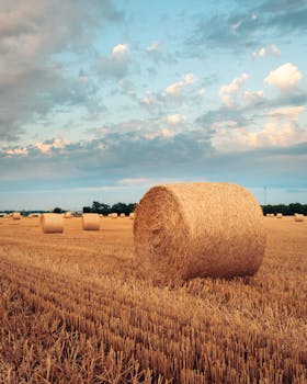 A scenic view of golden hay bales in a serene countryside field under a bright sky.