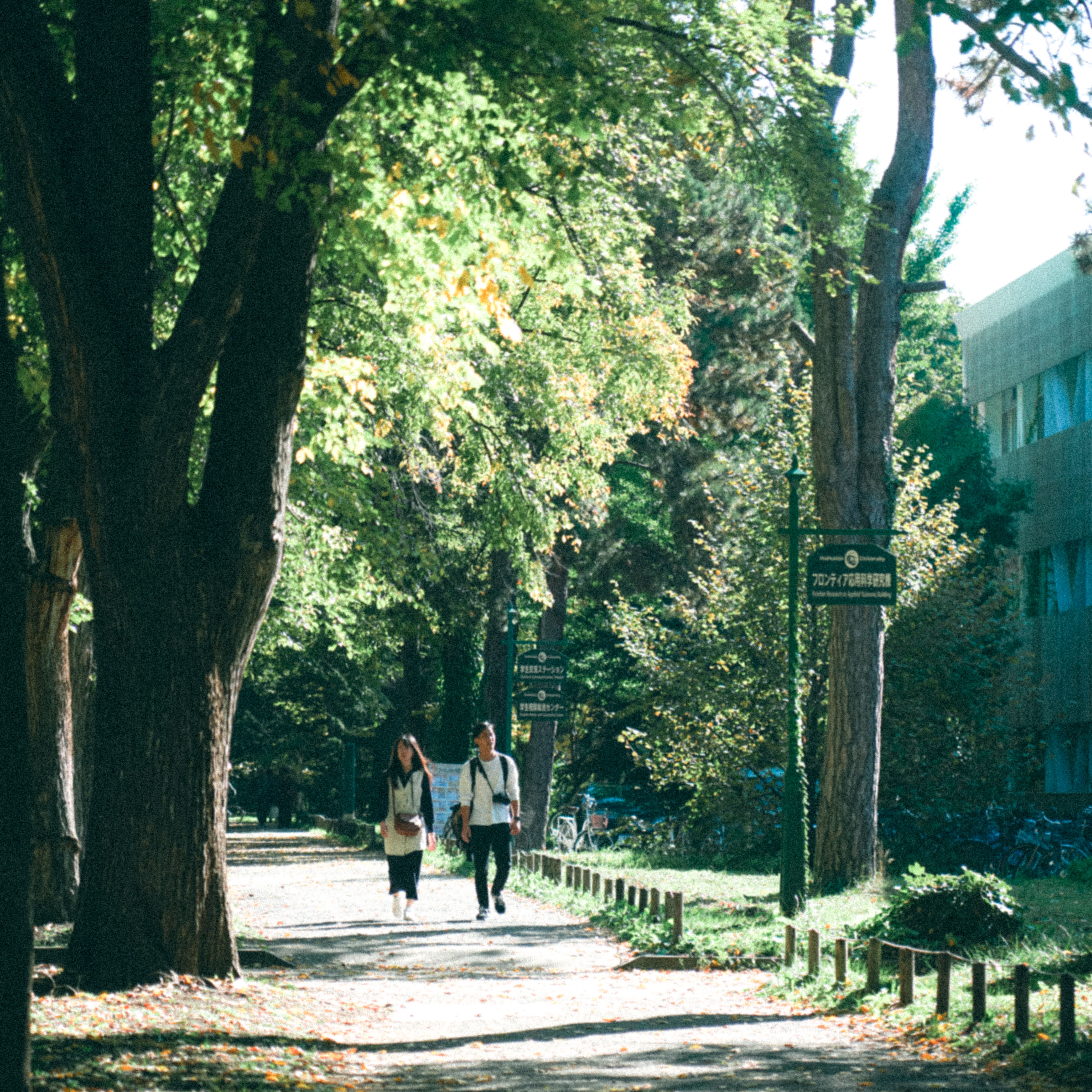 Green path near a study campus and park