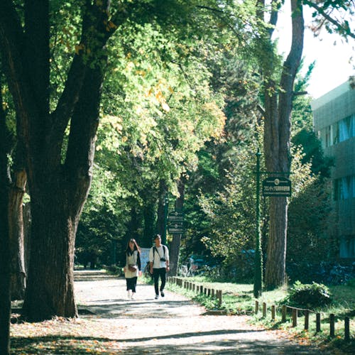 Imagine de stoc gratuită din arbori, caldarâm, cuplu