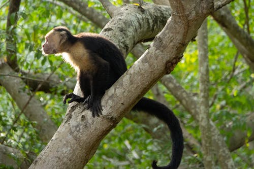 Gratis stockfoto met aap, achtergrond, boom