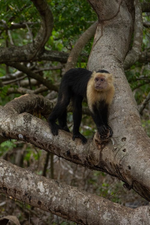 3.000+ melhores imagens de Macaco · Download 100% grátis · Fotos  profissionais do Pexels