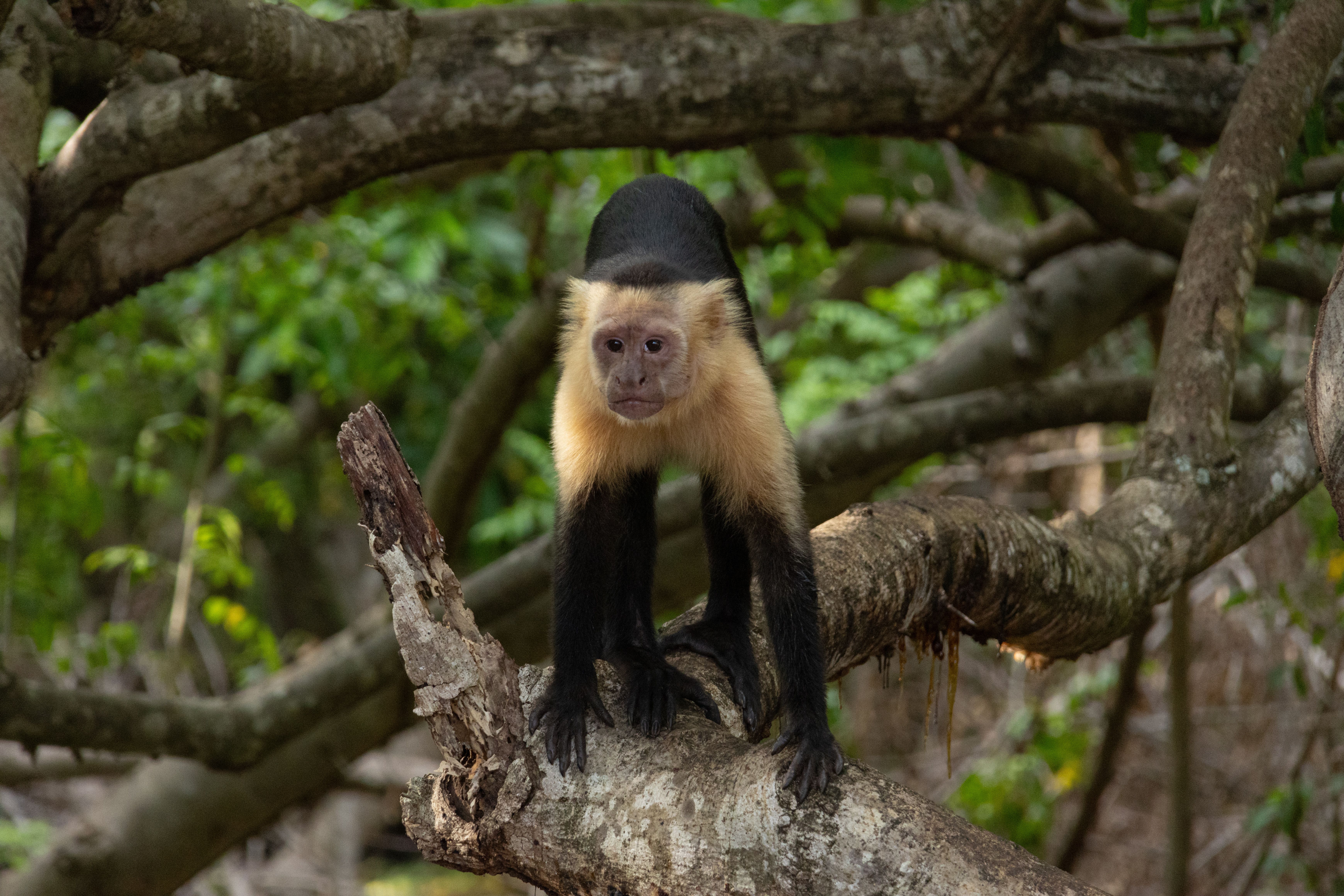 Capuchin Monkey in Nature · Free Stock Photo