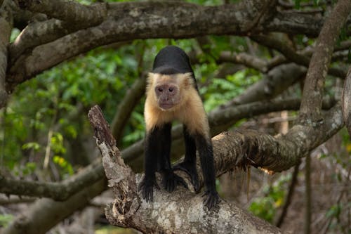 Gratis arkivbilde med apekatt, bakgrunnsbilde, capuchin
