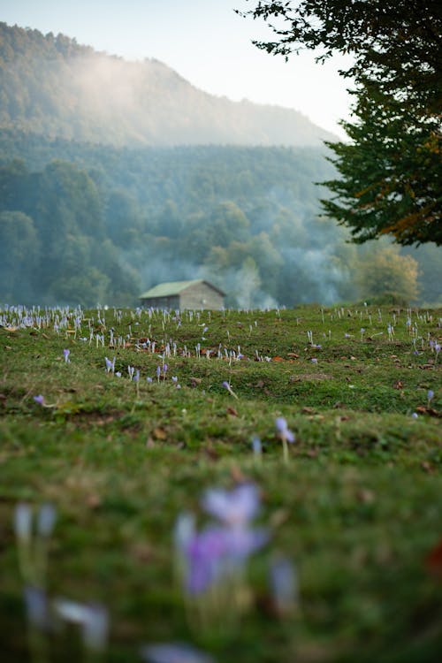 Crocuses on Grassland