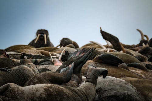 Fotobanka s bezplatnými fotkami na tému fotografie zvierat žijúcich vo voľnej prírode, mrože, príroda