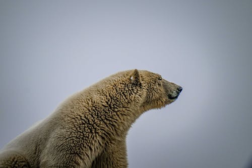 Immagine gratuita di avvicinamento, bianco, fotografia di animali