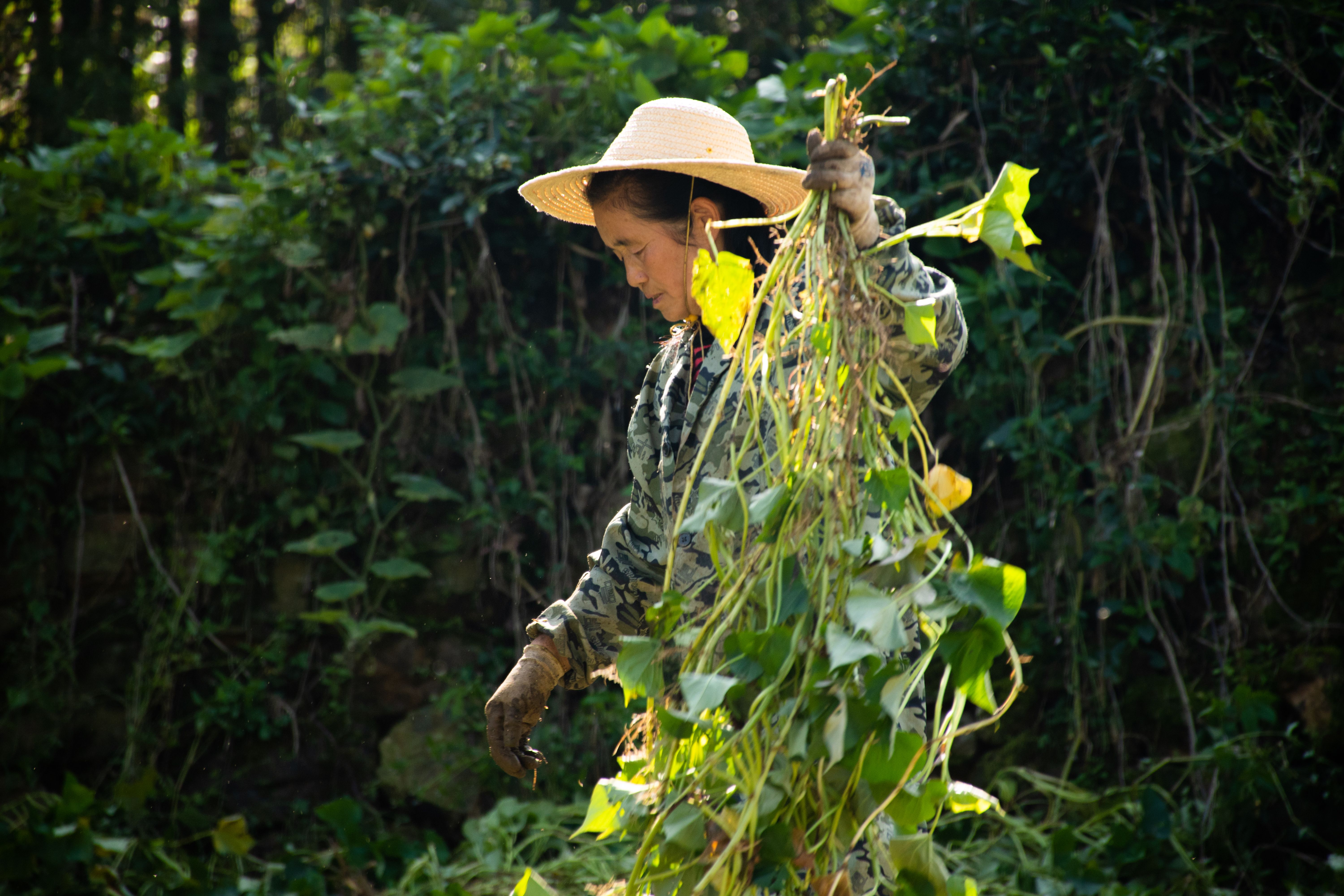 Photos gratuites de @extérieur, agriculteur, agriculture