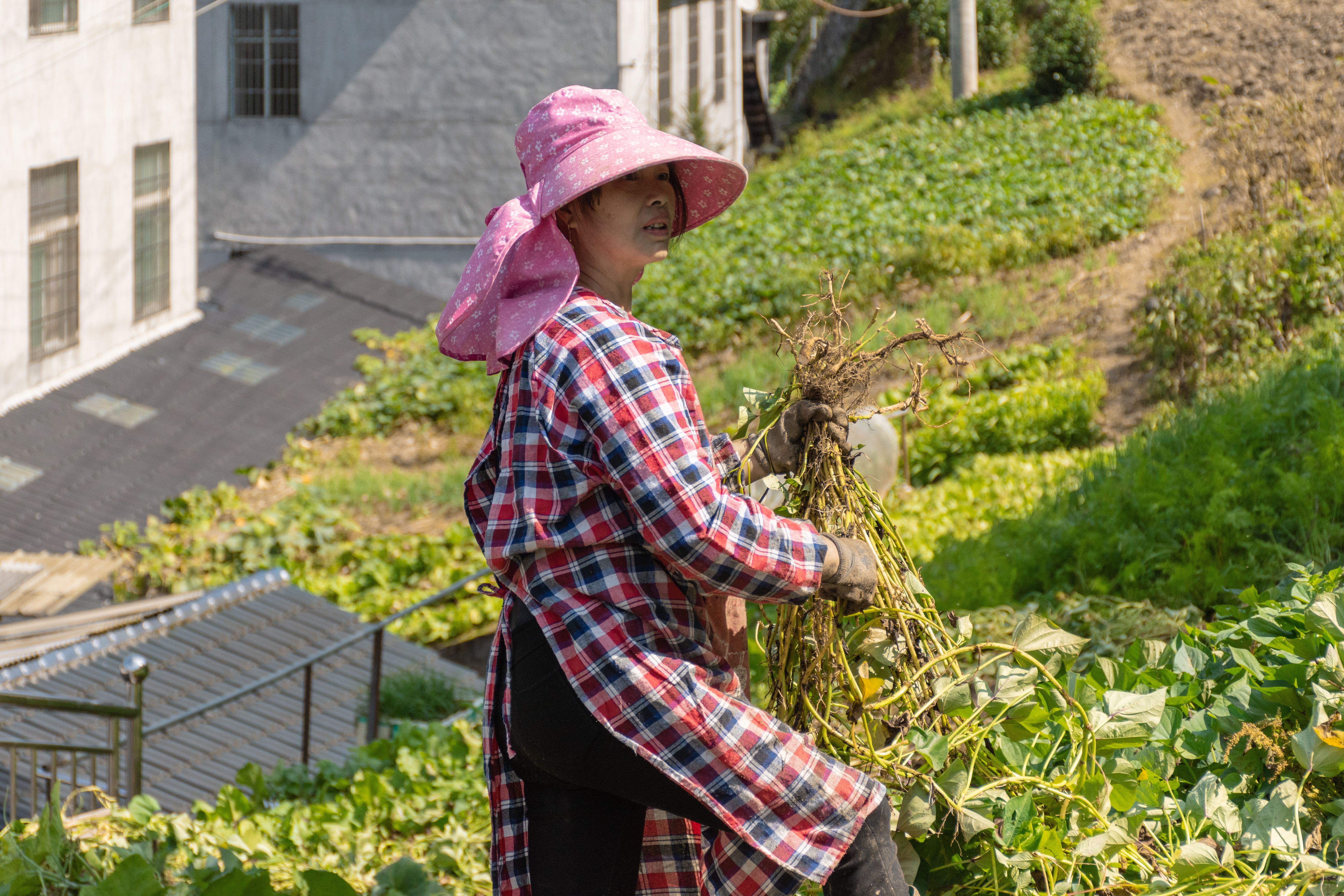 Asian woman with pink hat harvesting vegetables in a rural farm field.