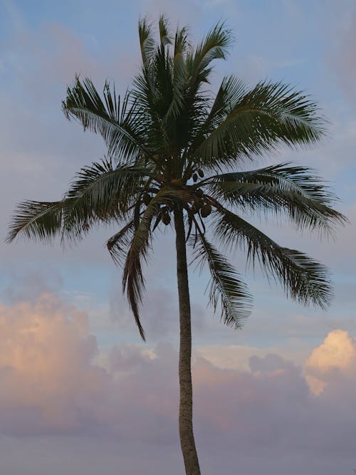 Free stock photo of beautiful sky, clouds, tree palm