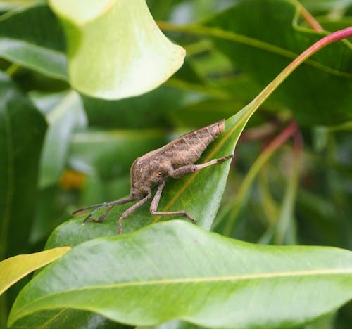 Close-up of a Bug on a Leaf 