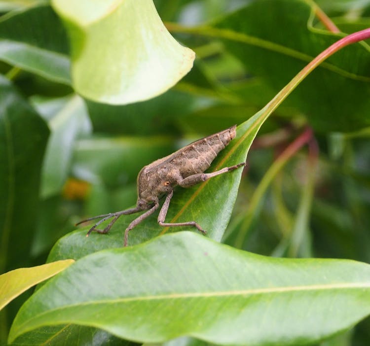 Close-up Of A Bug On A Leaf 