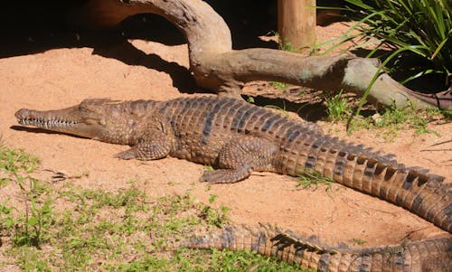 Ingyenes stockfotó aligátor, állatfotók, állatkert témában