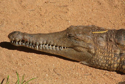 Crocodile Lying on Sand