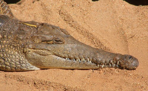 Crocodile Resting on Sand