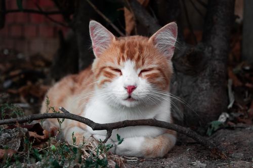 Free Close-up of a ginger and white cat relaxing outside with eyes closed, surrounded by natural elements. Stock Photo