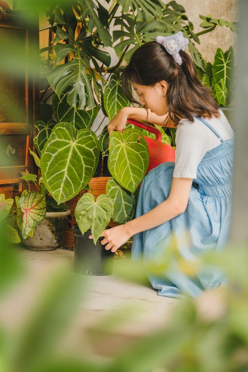 Free An Asian woman waters her indoor monstera plants in a cozy room setting. Stock Photo