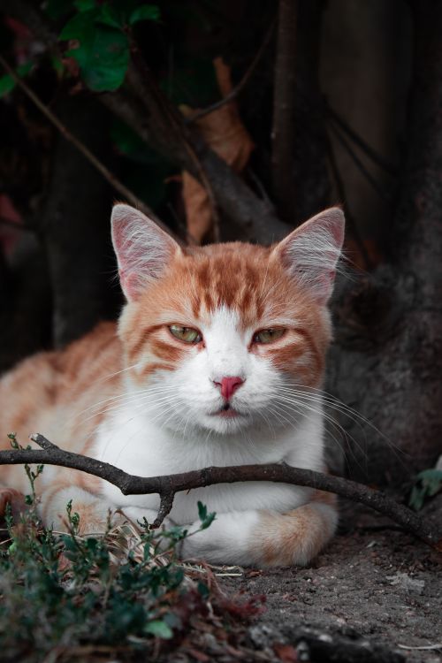 Free Ginger cat lying on the ground with a branch, displaying peaceful demeanor. Stock Photo