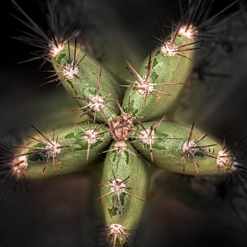 Free stock photo of cactus, gunbir, star Stock Photo