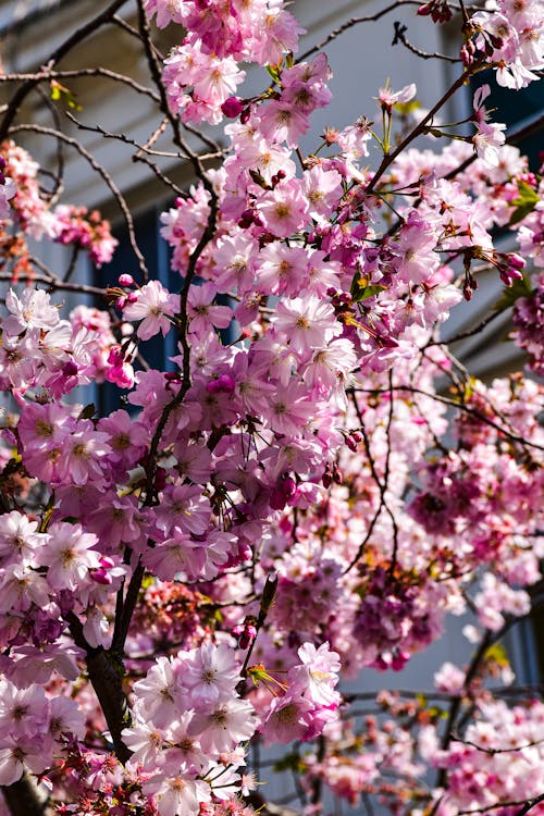 Gratis lagerfoto af blomster, fjeder, frisk