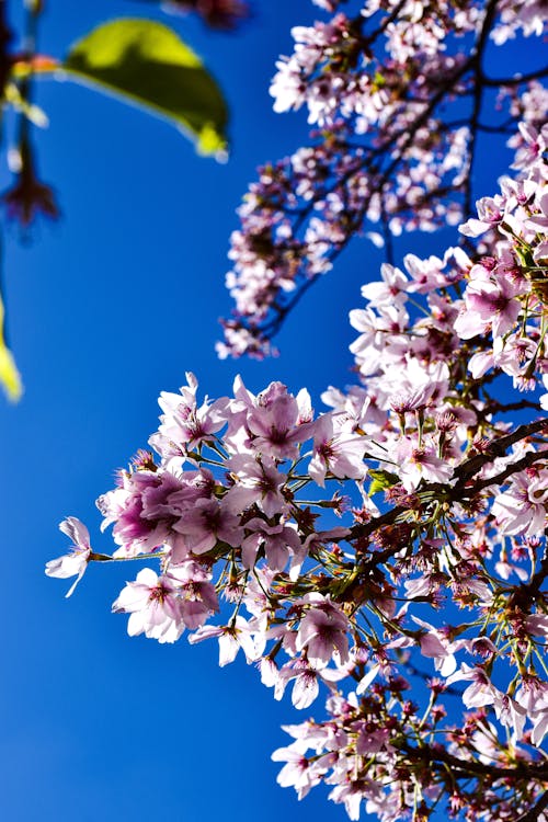 Gratis lagerfoto af blå himmel, blomstring, fjeder