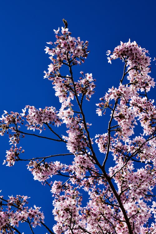 Low Angle Shot of a Cherry Blossom against Clear, Blue Sky 