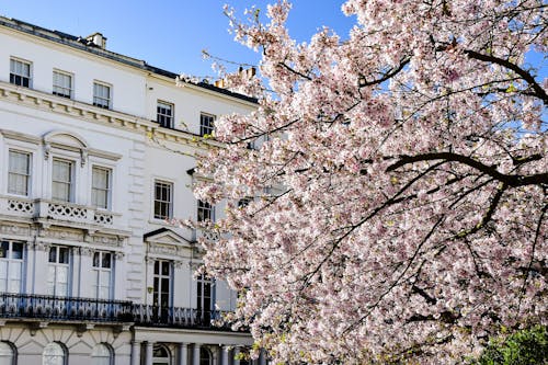 View of a Cherry Blossom in front of a Building in London