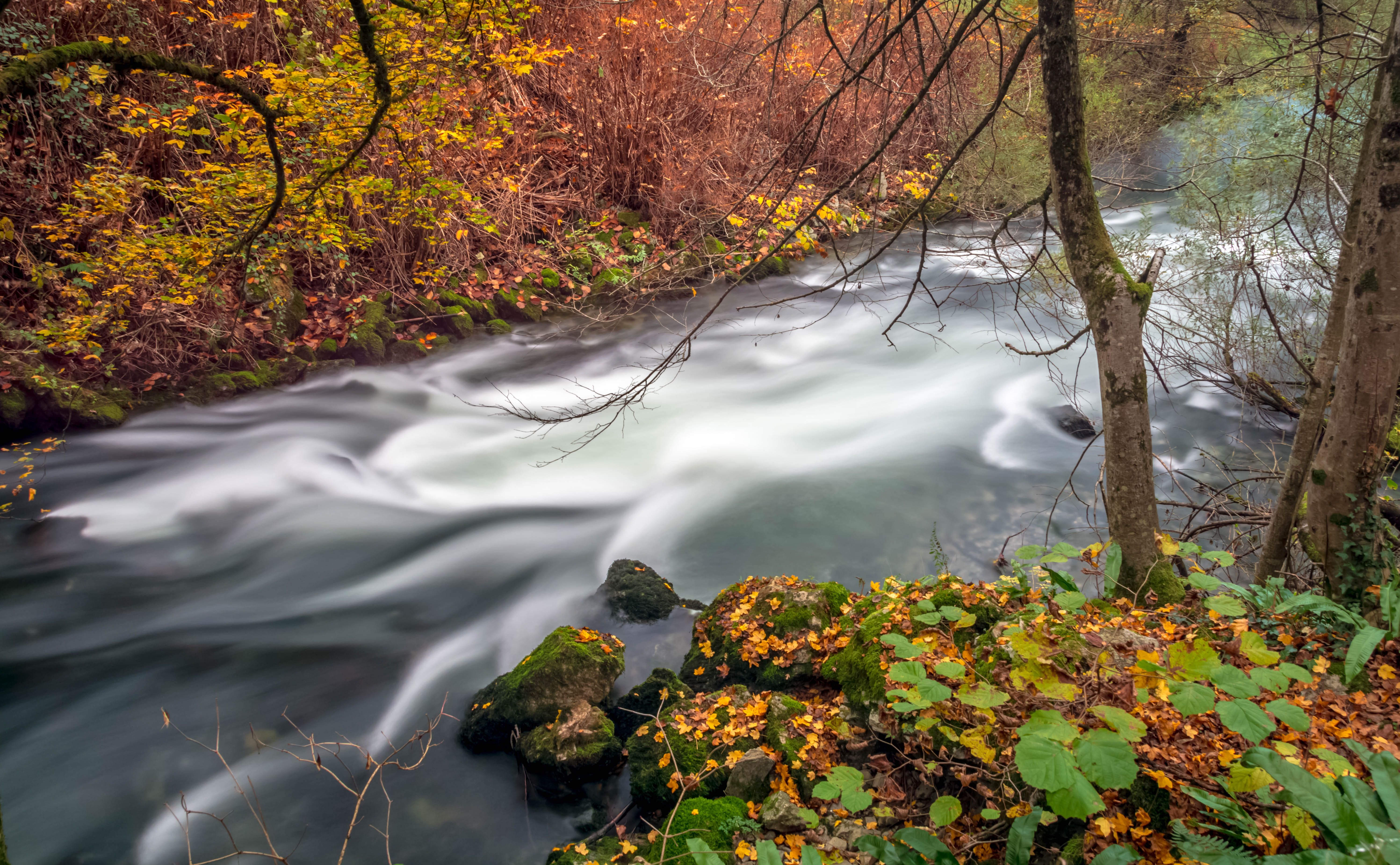 A river flowing through a forest with autumn leaves · Free Stock Photo