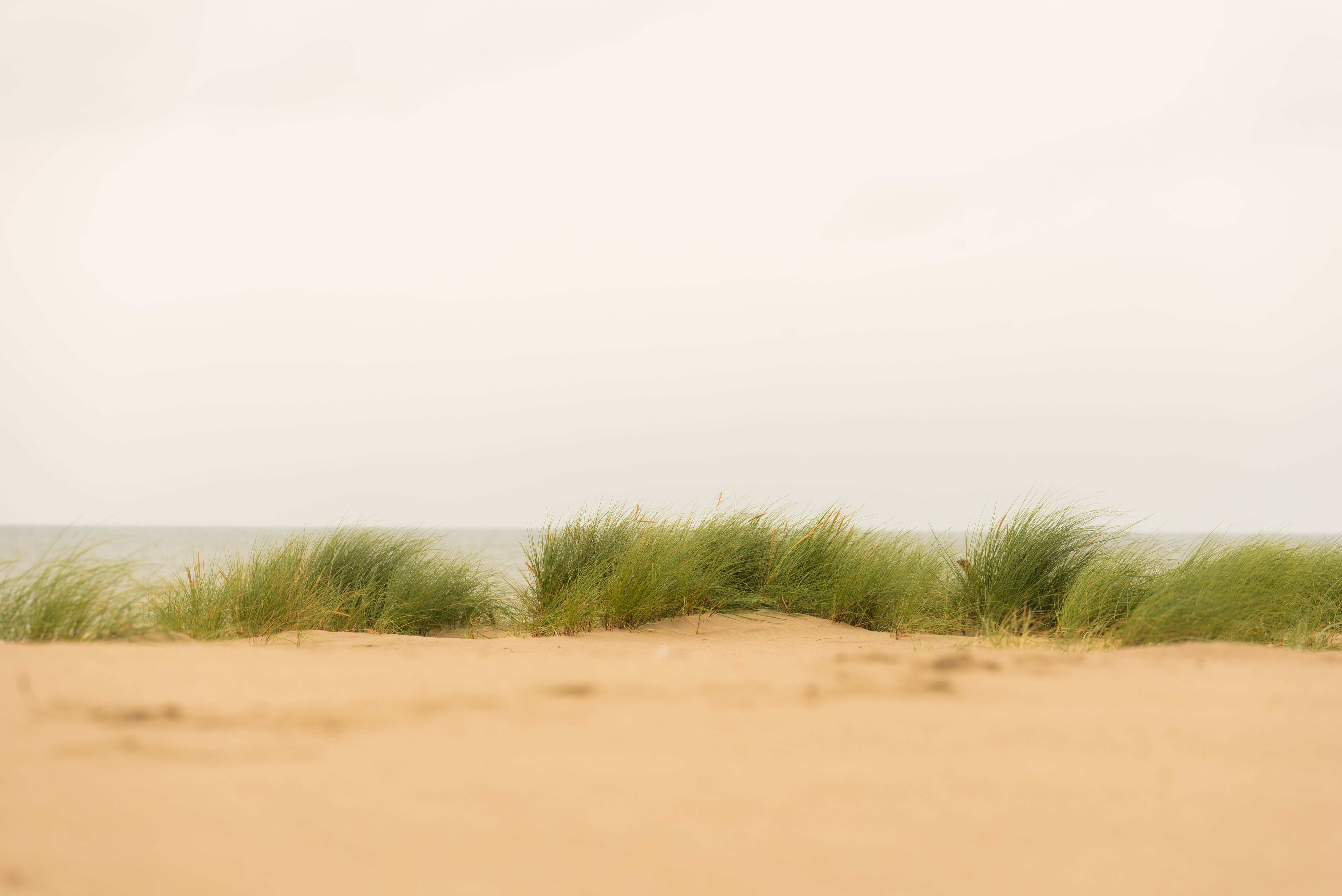 Rushes on Beach on Sea Shore · Free Stock Photo