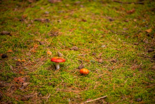 Photos gratuites de champignon, frais, herbe