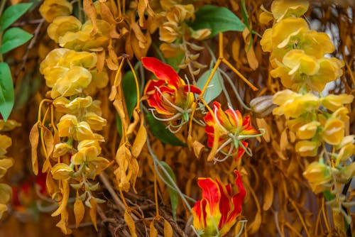 Close up of Colorful Flowers