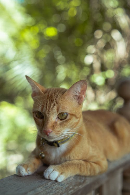 고양이, 공원, 나무의 무료 스톡 사진