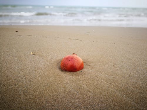 Δωρεάν στοκ φωτογραφιών με άμμος, θάλασσα, καρπός Φωτογραφία από στοκ φωτογραφιών