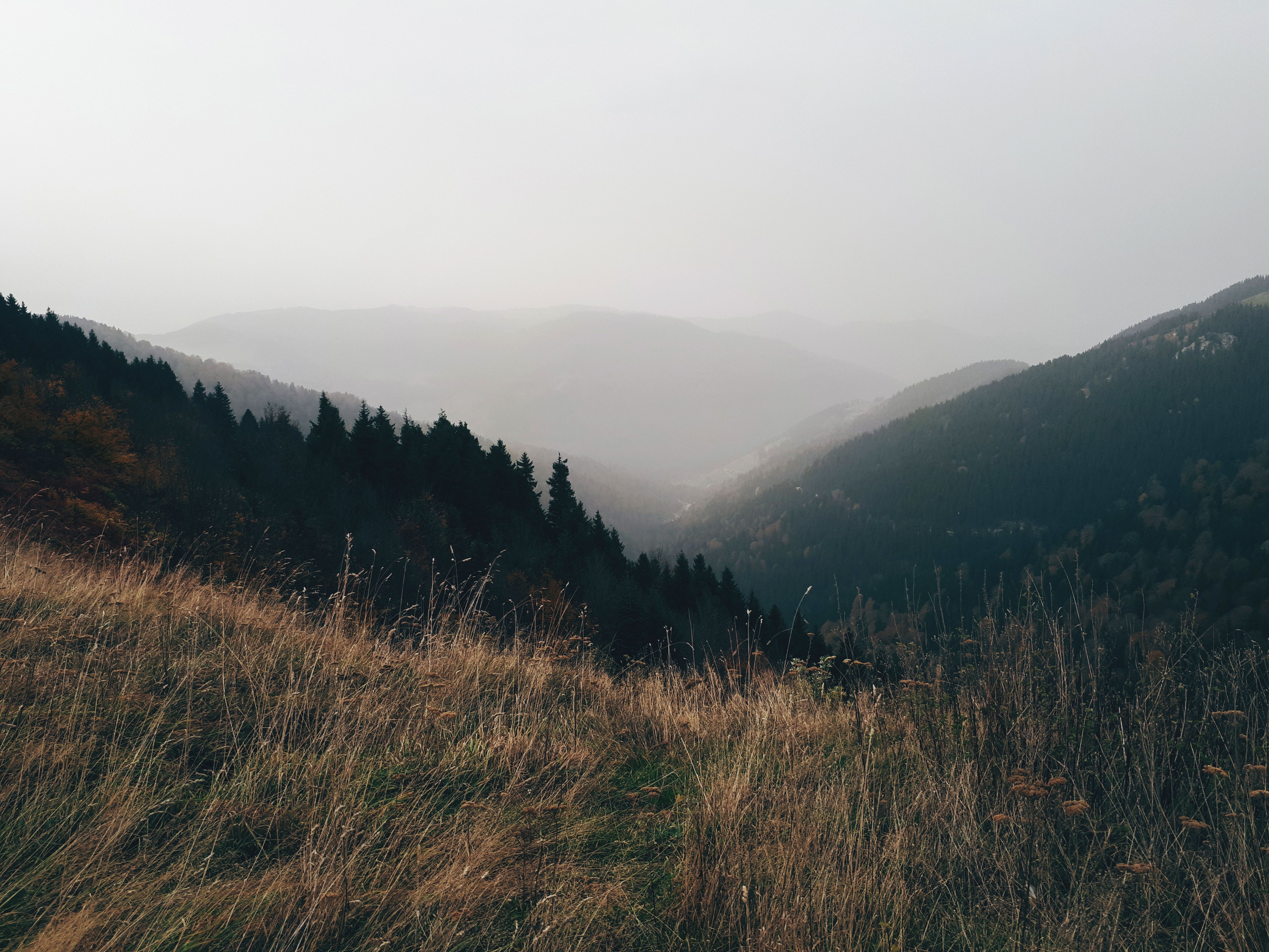 Coniferous Trees in a Mountain Valley in Fog · Free Stock Photo