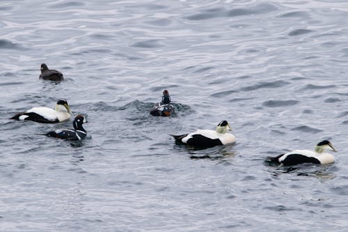 Ducks Swimming in a Lake 